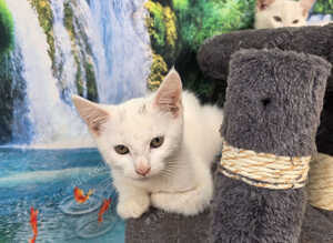Cute kittens