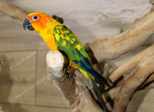 Sun conures available.12