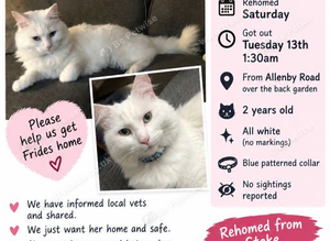 Missing cat
