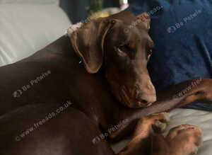 3 years old Doberman bitch