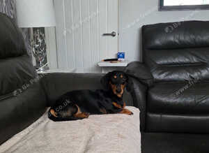 18 month old male dog
