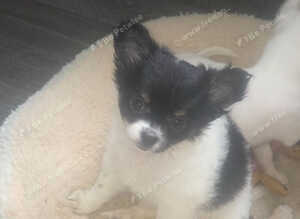 Chihuahua puppies for sale