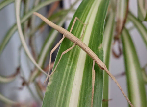 Baby Indian stick insects