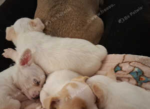 Beautiful Jack Russell pups for sale!