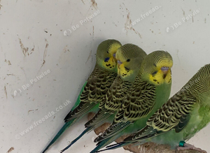 Baby budgies