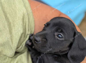 SOLID BLACK MINI DACHSHUNDS READY NOW