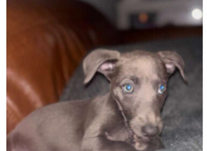 Blue bitch