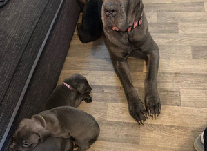 cane corso pups