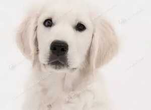 Adorable Golden Retriever Puppy Girl