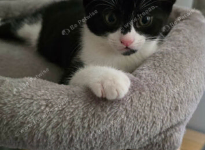 Kittens
