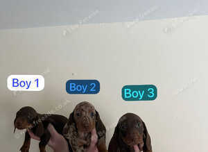 Dachshund