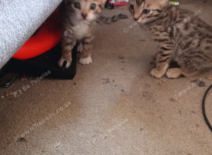 Bengal x