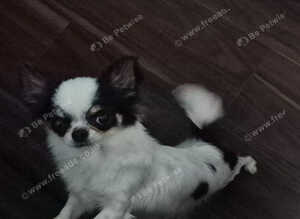beautiful chihuahua longcoat