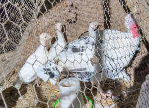 Crollwitzer turkey poults for sale