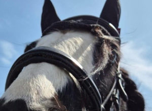 Urgent need for grazing/sole use yard