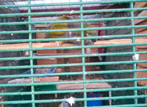 Patagonion parrots