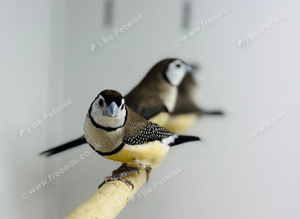 Owl finch