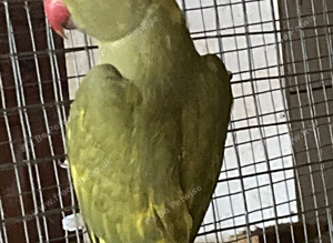 Male ring Neck DNA
