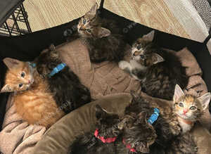 Beautiful kittens available