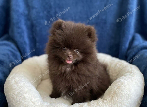 Chocolate pomeranian boy unique lines