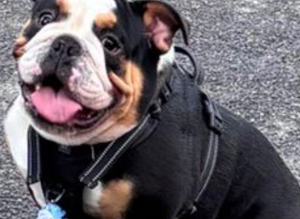 BLACK TRI ENGLISH BULLDOG STUD