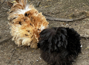 Chicks, chickens and hatching eggs-bantam and large ladies