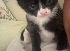 kittens