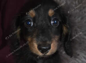 Longhaired Minature Dachshund puppies