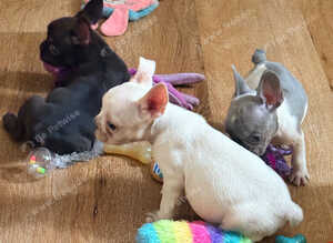 FRENCH BULLDOG PUPPIES FOR SALE FROM &pound;1000