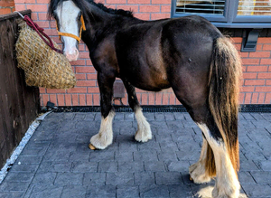 2 year old mini cob gelding