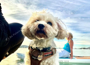 CAVAPOOCHON WANTED/ SMALL FEMALE,UP TO ONE YEAR OLD