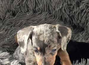 4 beautiful Dachshund puppies for sale