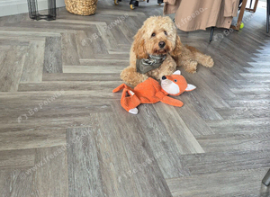 10 months cavapoo