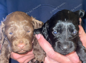 Cockapoo puppies