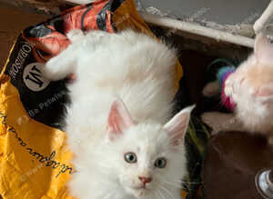 MEET YOUR FUTURE MAINE COON COMPANION
