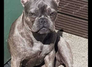 Flo French Bulldog ()