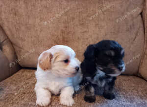 Maltipoo puppies