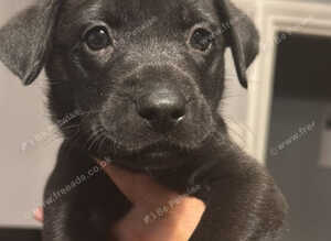 American bull dog x Mali/GSD puppies