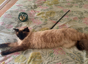 Missing cat