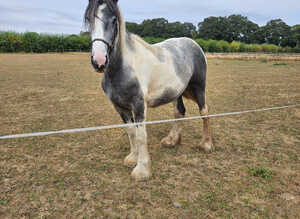 Maxi cob heavyweight gelding