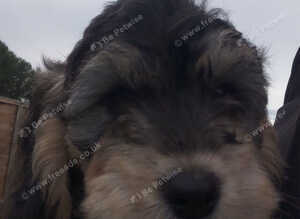 Beautiful Cockapoo Puppies &ndash; 2 Girls Available
