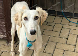 Lurcher puppies