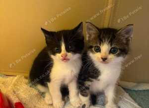 Mixed breed kittens