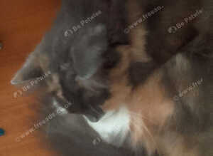 Cat for sale