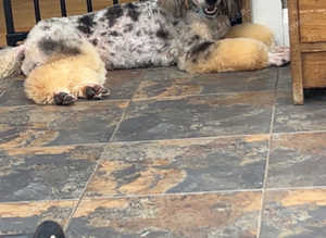 Miniature Merle Poodle At Stud & Black KC registered at Stud