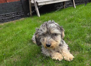 Dachshund for sale