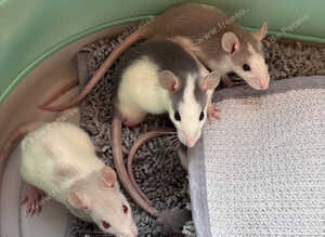5 week old rats now available