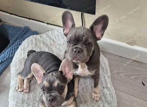 KC Registered Female French Bulldogs