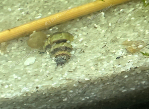 Assassin snail