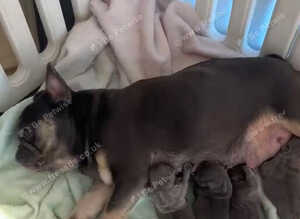 4 stunning French bulldogs puppies